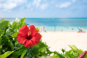 ハイビスカスと海
